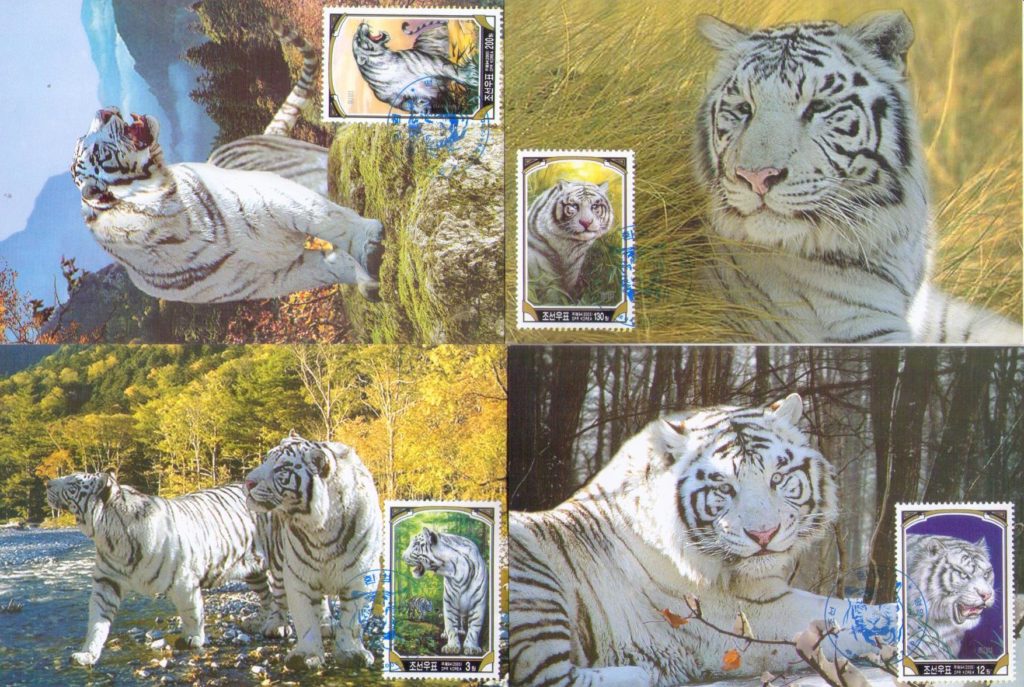 White tigers (set of four) (Maximum Cards) (DPR Korea)