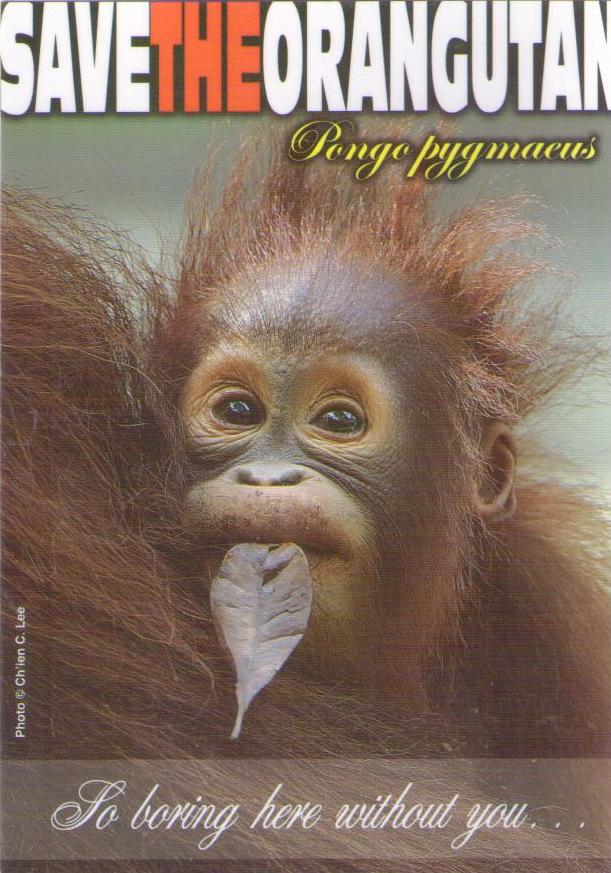 Save the Orangutan … So boring here without you (Sabah, Malaysia)