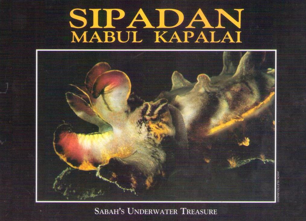 Sipadan, Mabul Kapalai (cuttlefish) (Borneo, Malaysia)