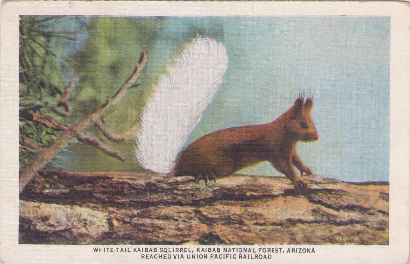 Kaibab National Forest, White-tail Kaibab Squirrel (USA)