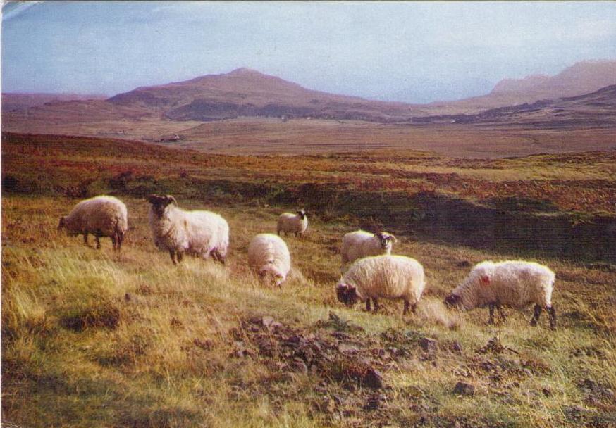 Highland Black-Face Sheep (Scotland)