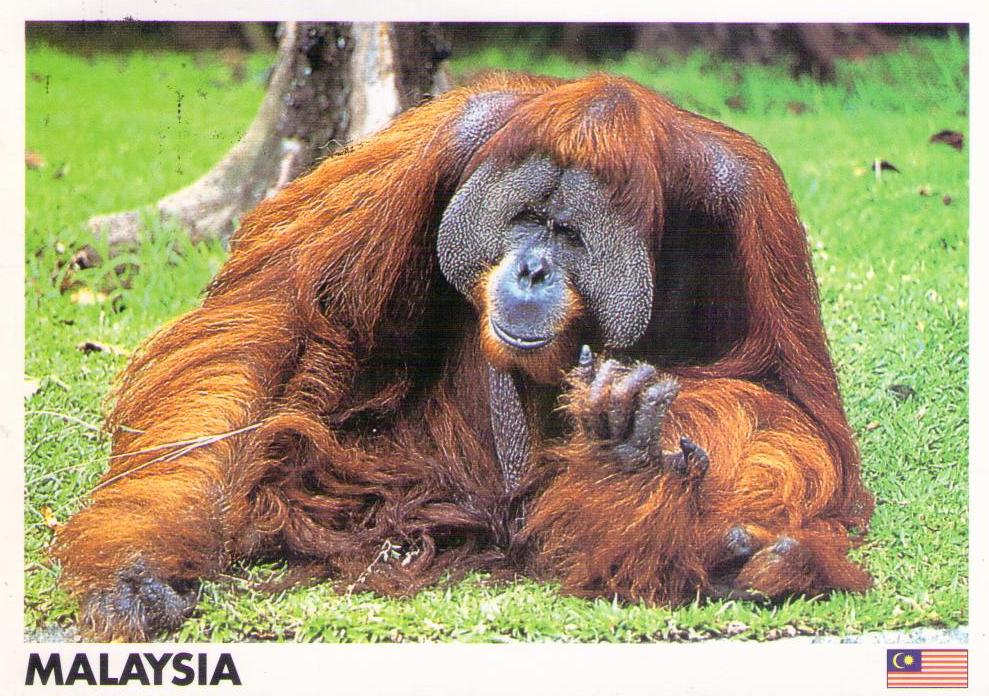 Adult male Orang Utan (Malaysia)