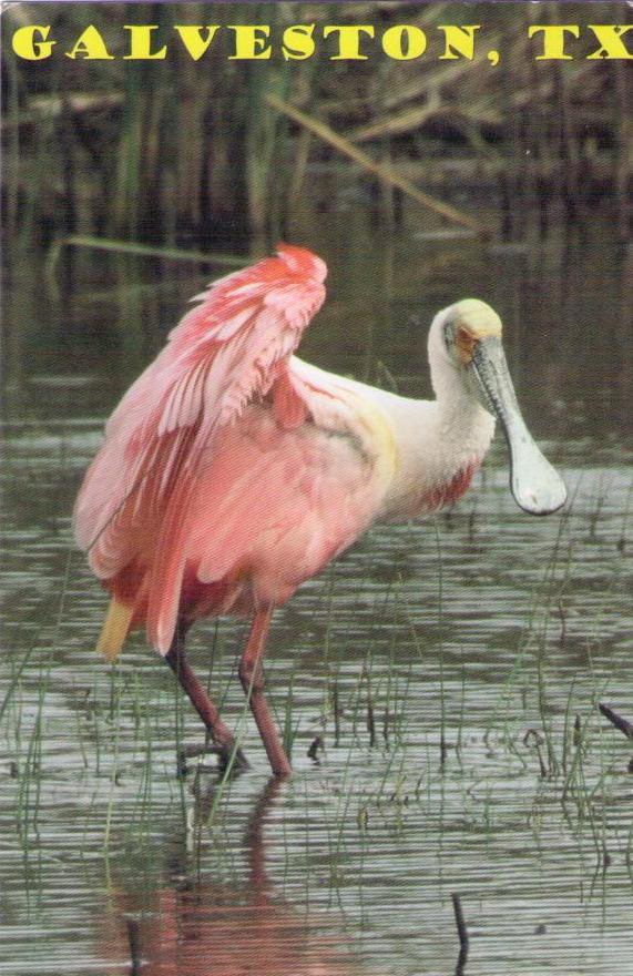 Spoonbill (Galveston, Texas)