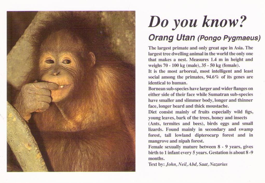 Do you know?  Orang utan (Malaysia)