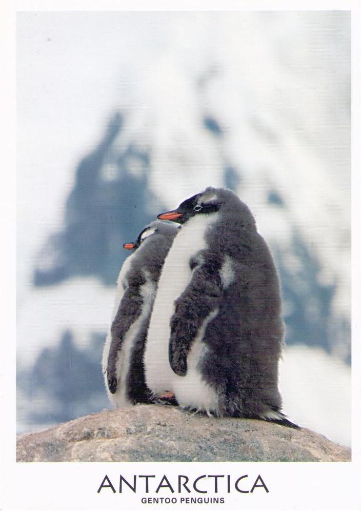 Gentoo Penguins (Antarctica)