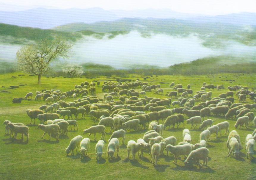 Sheep (DPR Korea)