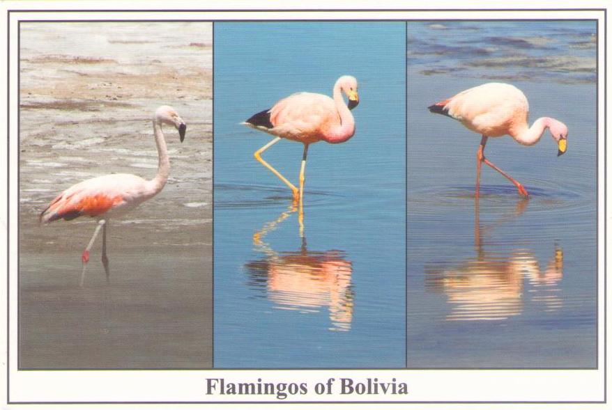Flamingos (Bolivia)