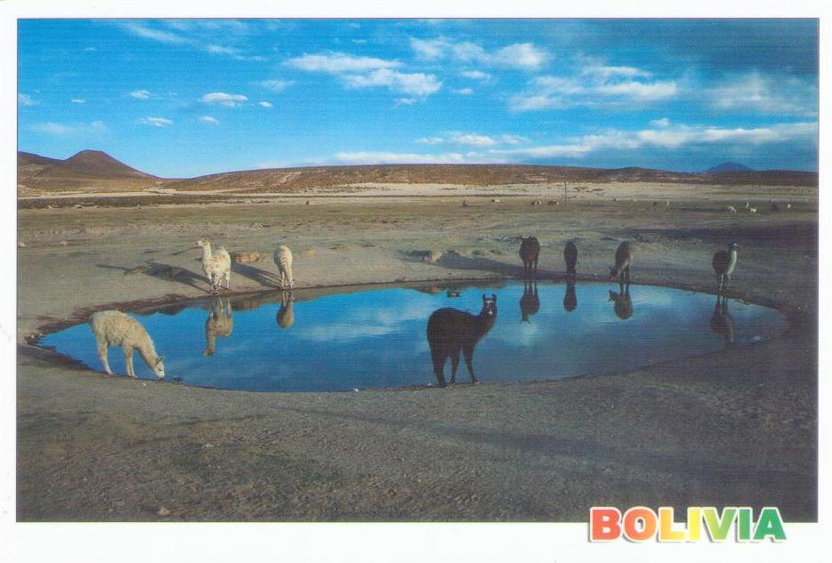 Lamas (sic) (Bolivia)