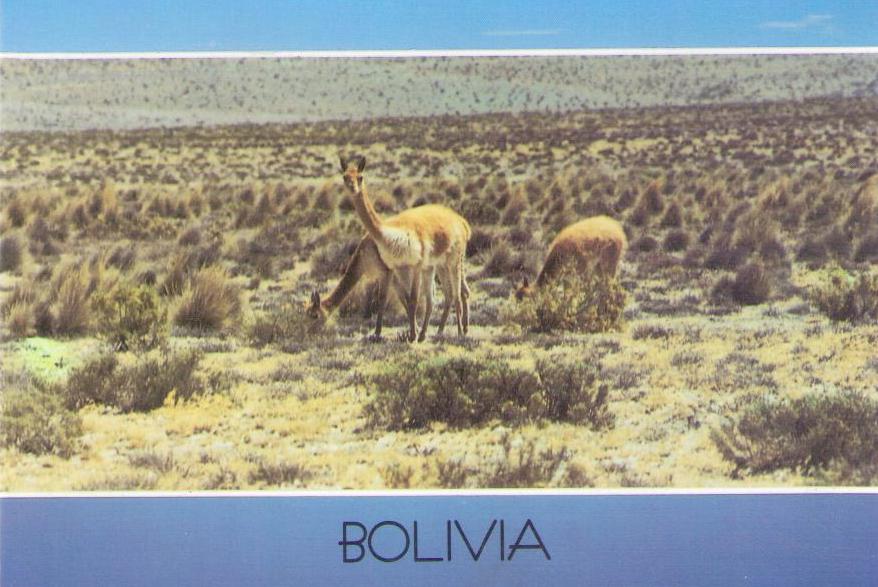 Vicunas en el Altiplano (Bolivia)