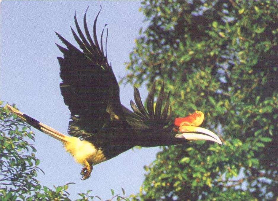 A Rhinoceros hornbill caught in flight (Malaysia)