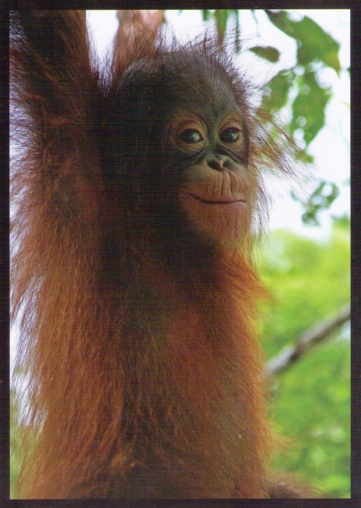 Orang Utan – Man of the Forest – Malaysian Borneo 003