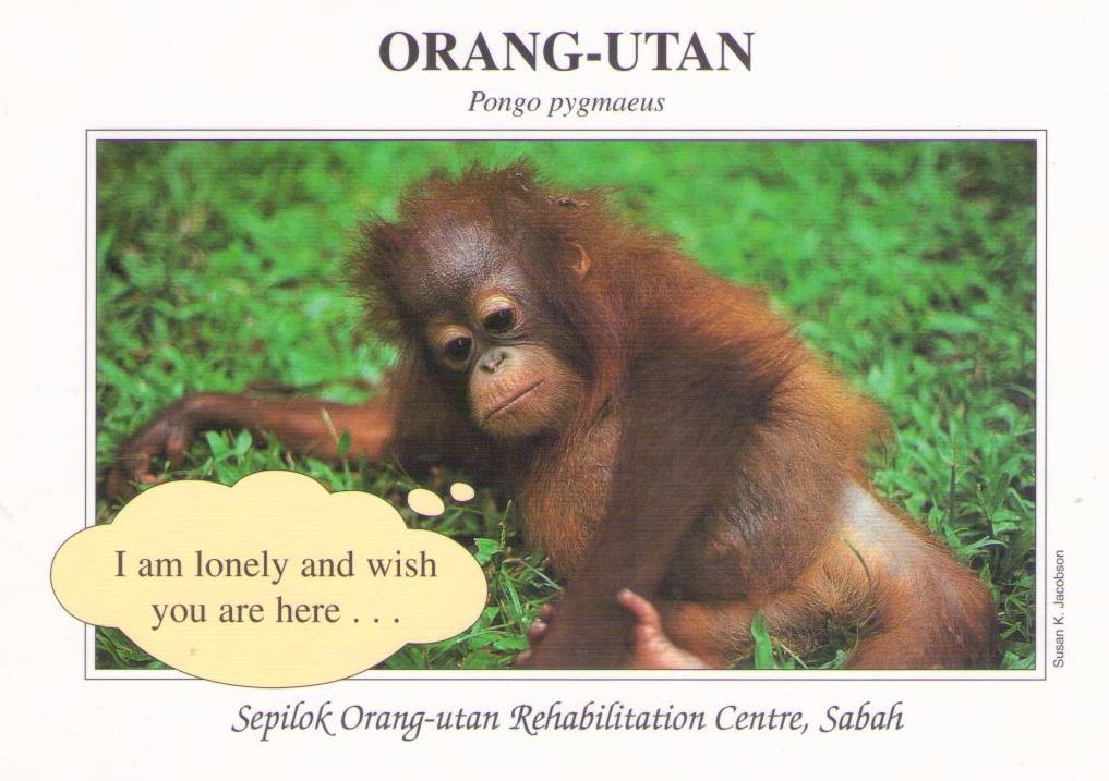 Sepilok, Orang-utan:  I am lonely (Sabah, Malaysia)