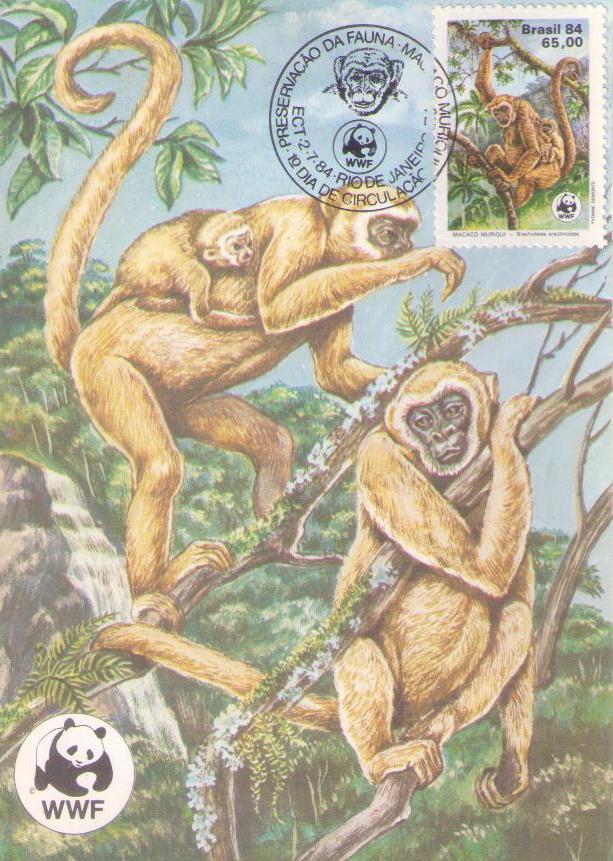 Preservacao Da Fauna – Macaco Muriqui (Maximum Card) (Brazil)