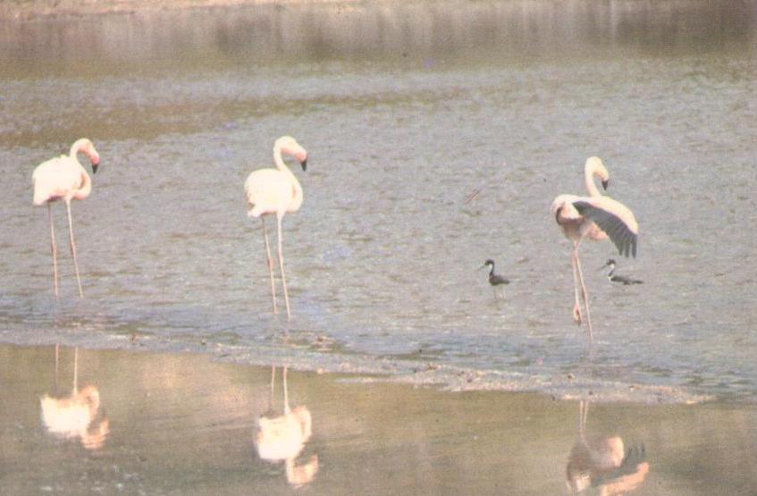 Islas Galapagos – Flamingos (Ecuador)