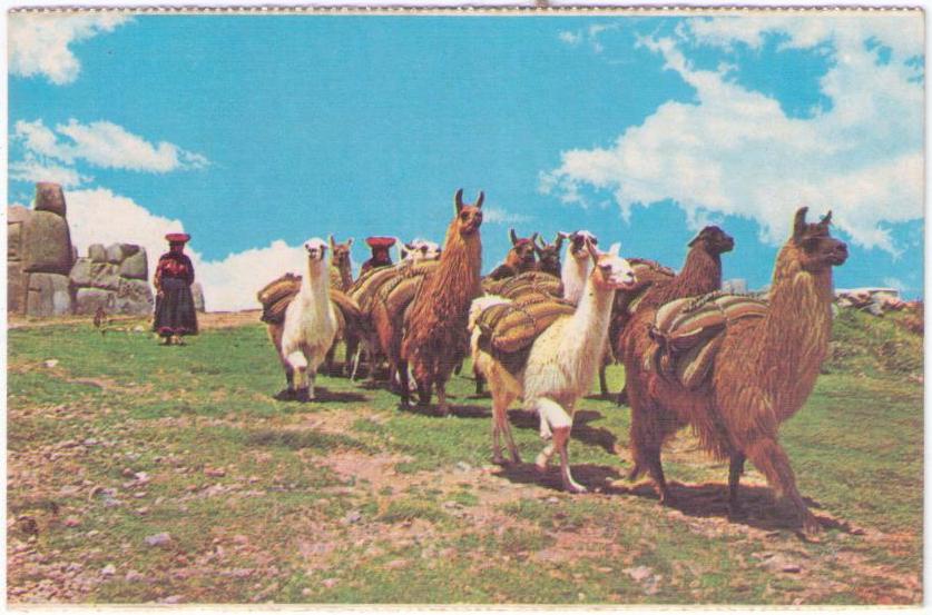 Cusco, Caravan of llamas (Peru)