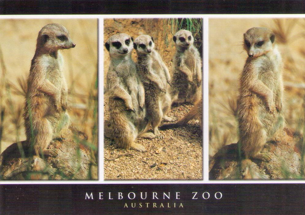 Meerkats, Melbourne Zoo (Australia)