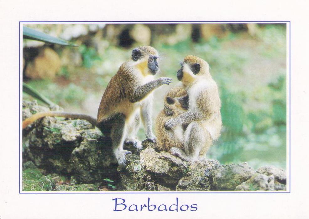 Green Monkeys (Barbados)