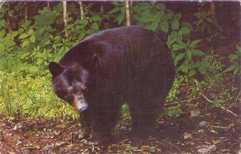 Black Bear (USA)