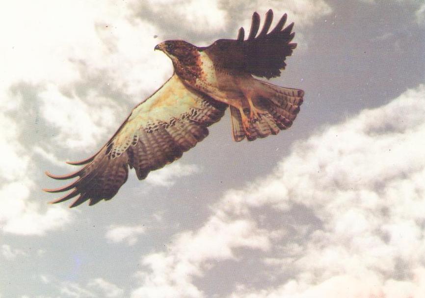 Broad-winged hawk (DPR Korea)