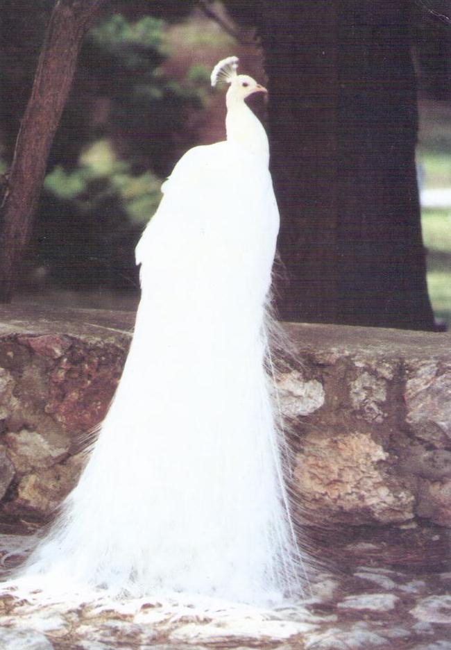 White peacock (Macedonia)