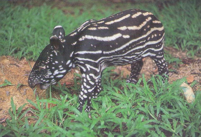 Baby Tapir (Malaysia Airlines)