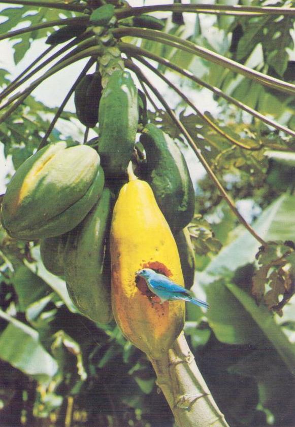 “Azulejo” picando una lechosa (Papaya)