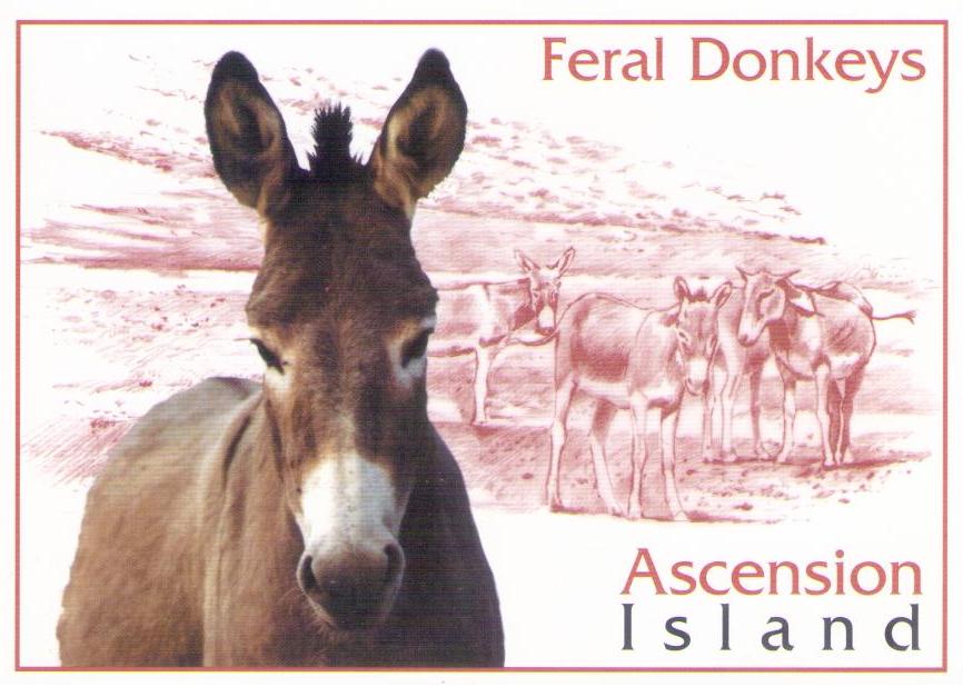 Feral Donkeys (Ascension Island)