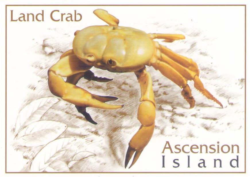 Land Crab (Ascension Island)