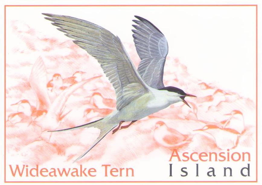 Wideawake Tern
