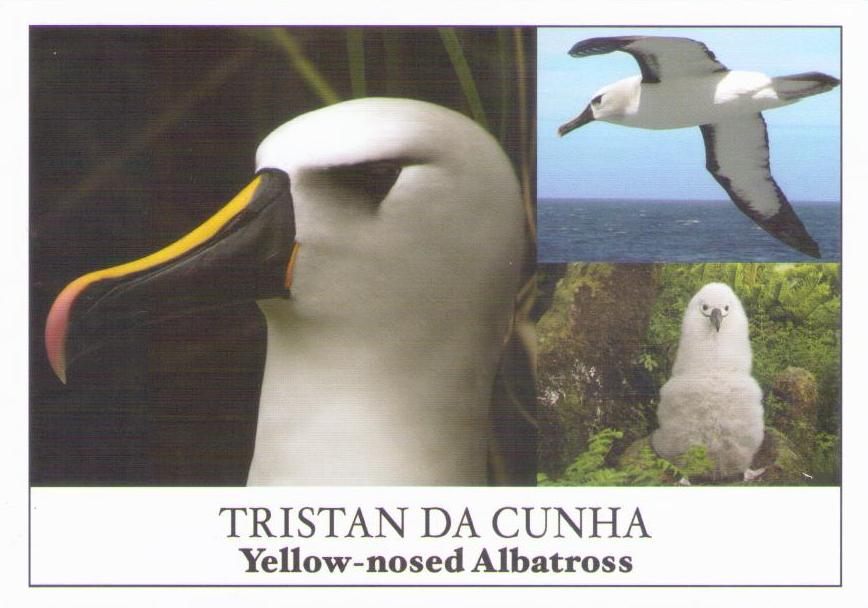 Yellow-nosed Albatross (Tristan da Cunha)