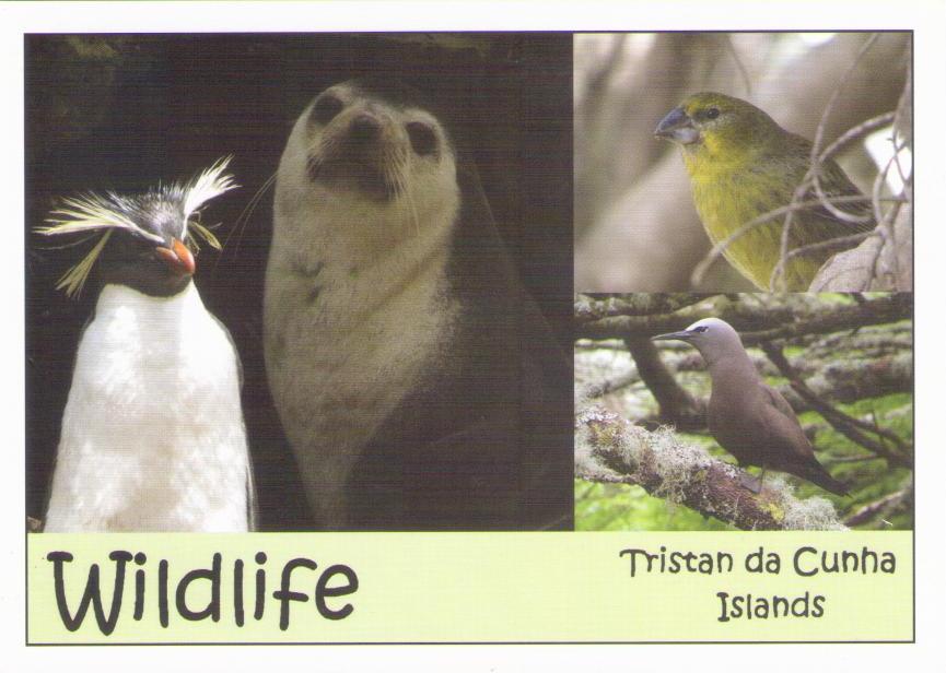 Wildlife Various (Tristan da Cunha)