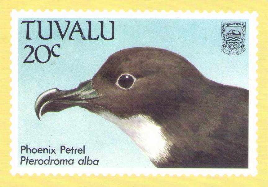Phoenix Petrel (Tuvalu)
