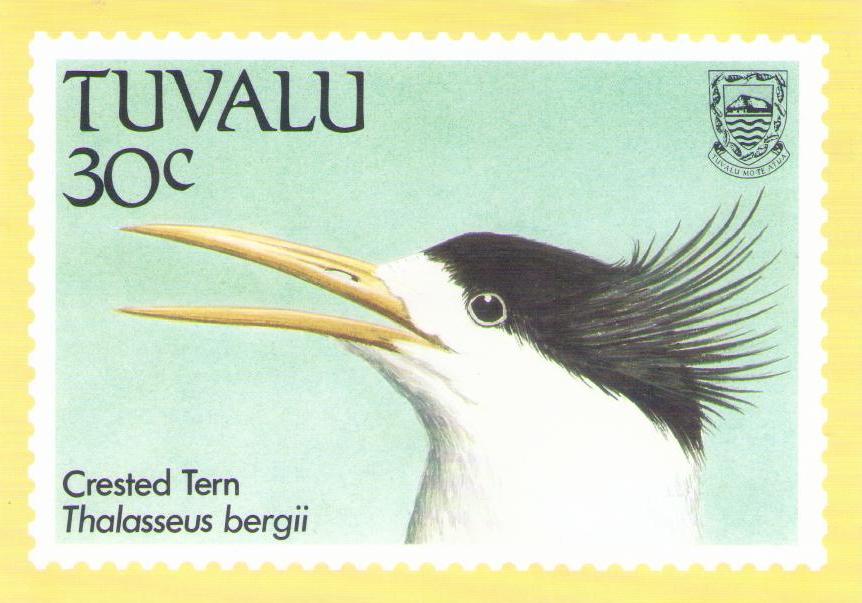 Crested Tern (Tuvalu)