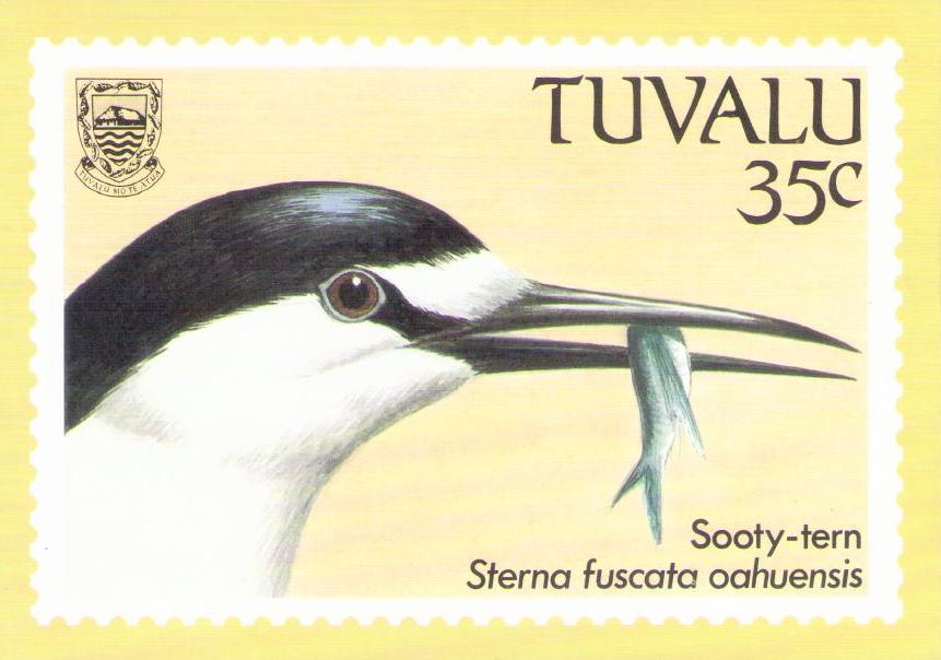 Sooty-tern (Tuvalu)