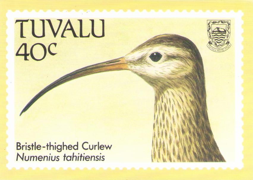 Bristle-thighed Curlew (Tuvalu)