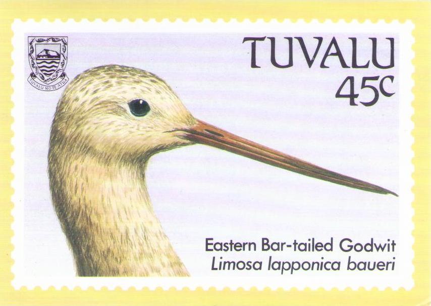Eastern Bar-tailed Godwit (Tuvalu)