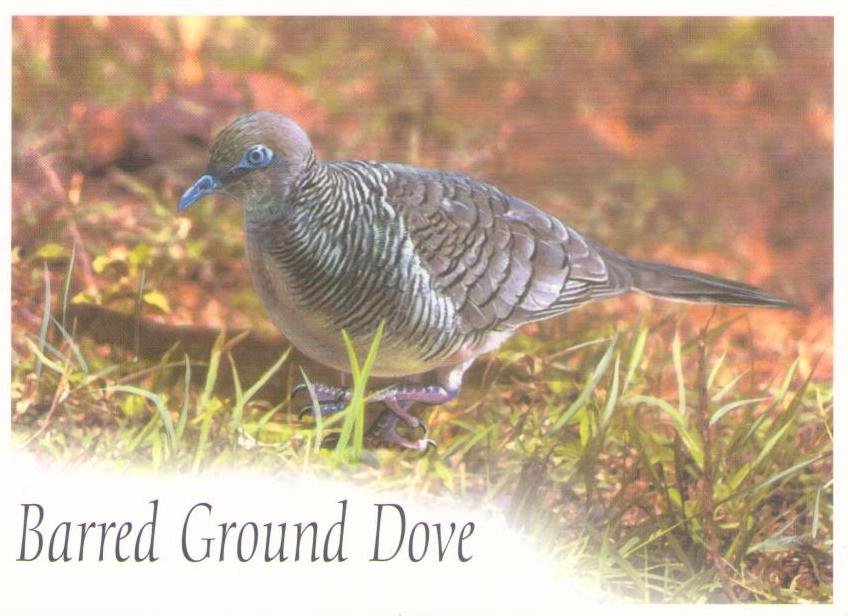 Barred Ground Dove (British Indian Ocean Territory)