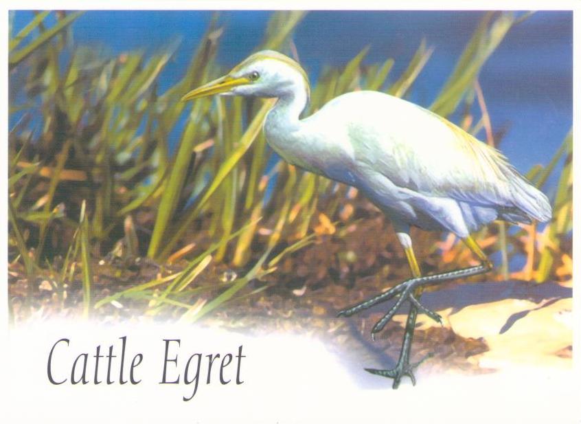 Cattle Egret (British Indian Ocean Territory)