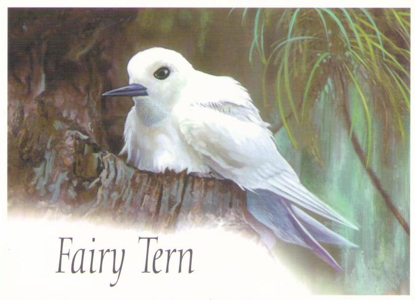 Fairy Tern (British Indian Ocean Territory)