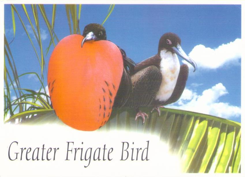 Greater Frigate Bird (British Indian Ocean Territory)