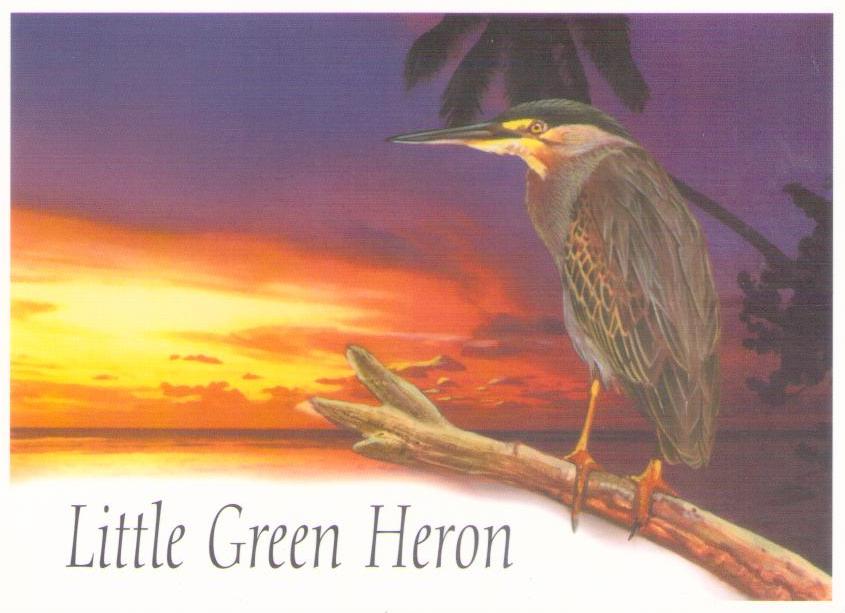 Little Green Heron (British Indian Ocean Territory)
