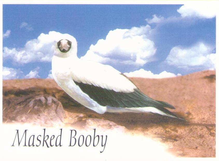 Masked Booby (British Indian Ocean Territory)
