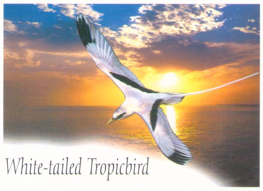 White-tailed Tropicbird (British Indian Ocean Territory)