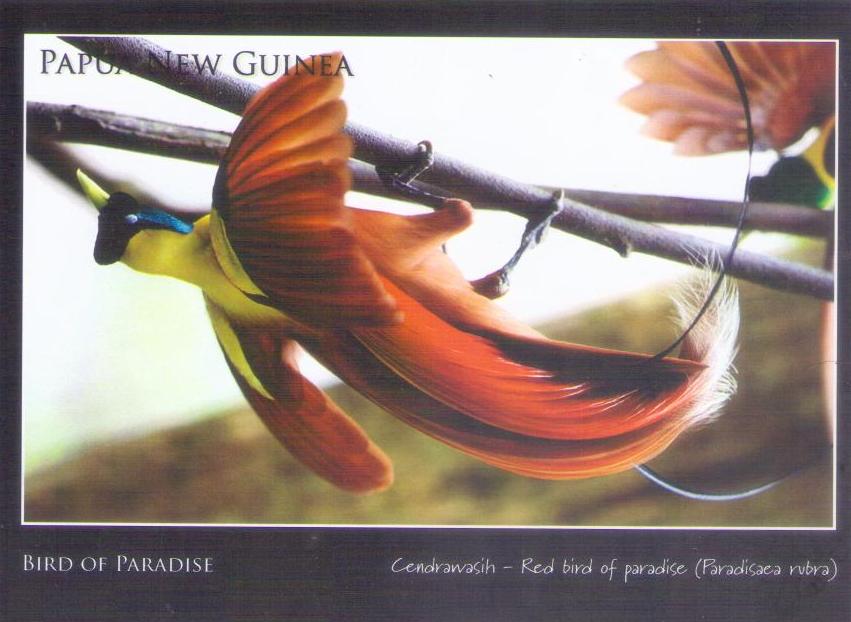 Cendrawasih – Red bird of paradise (Papua New Guinea)