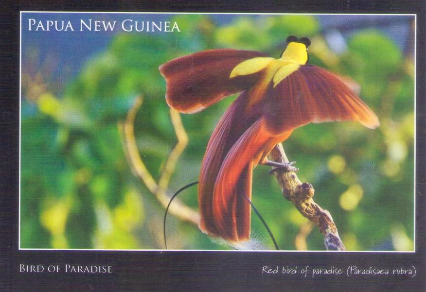 Red bird of paradise (Papua New Guinea)