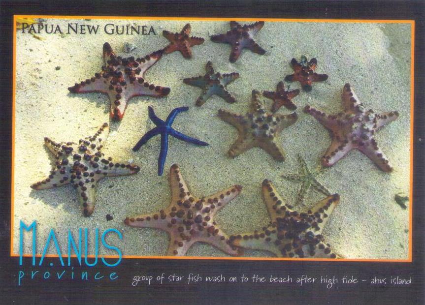 Manus Province, Ahus Island, group of starfish (Papua New Guinea)