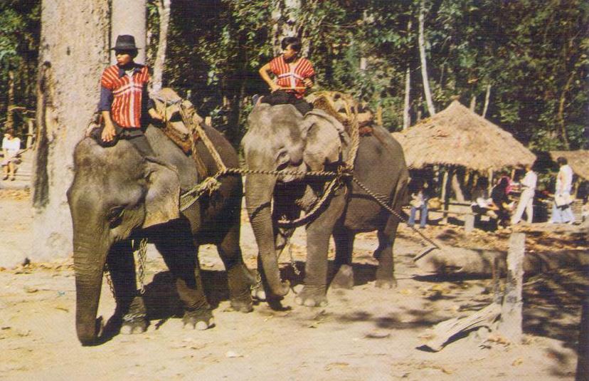Two elephants pulling a very heavy Teak – Log (Thailand)