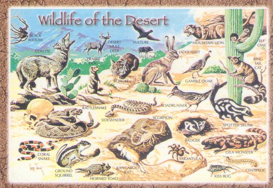 Wildlife of the Desert (USA)