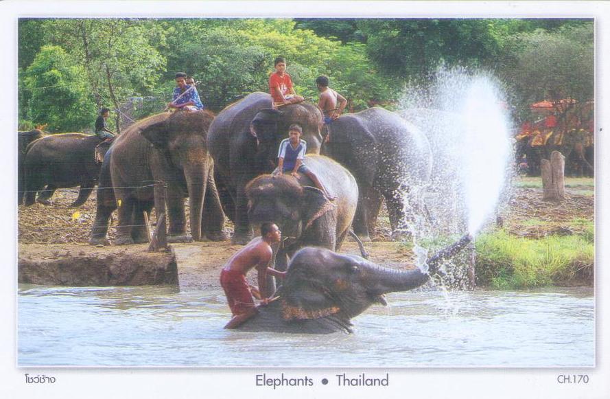 Elephants in water (Thailand)