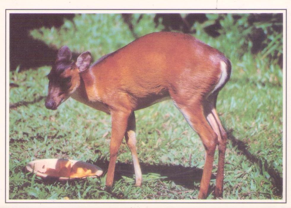 Mouse-deer (Sarawak, East Malaysia)